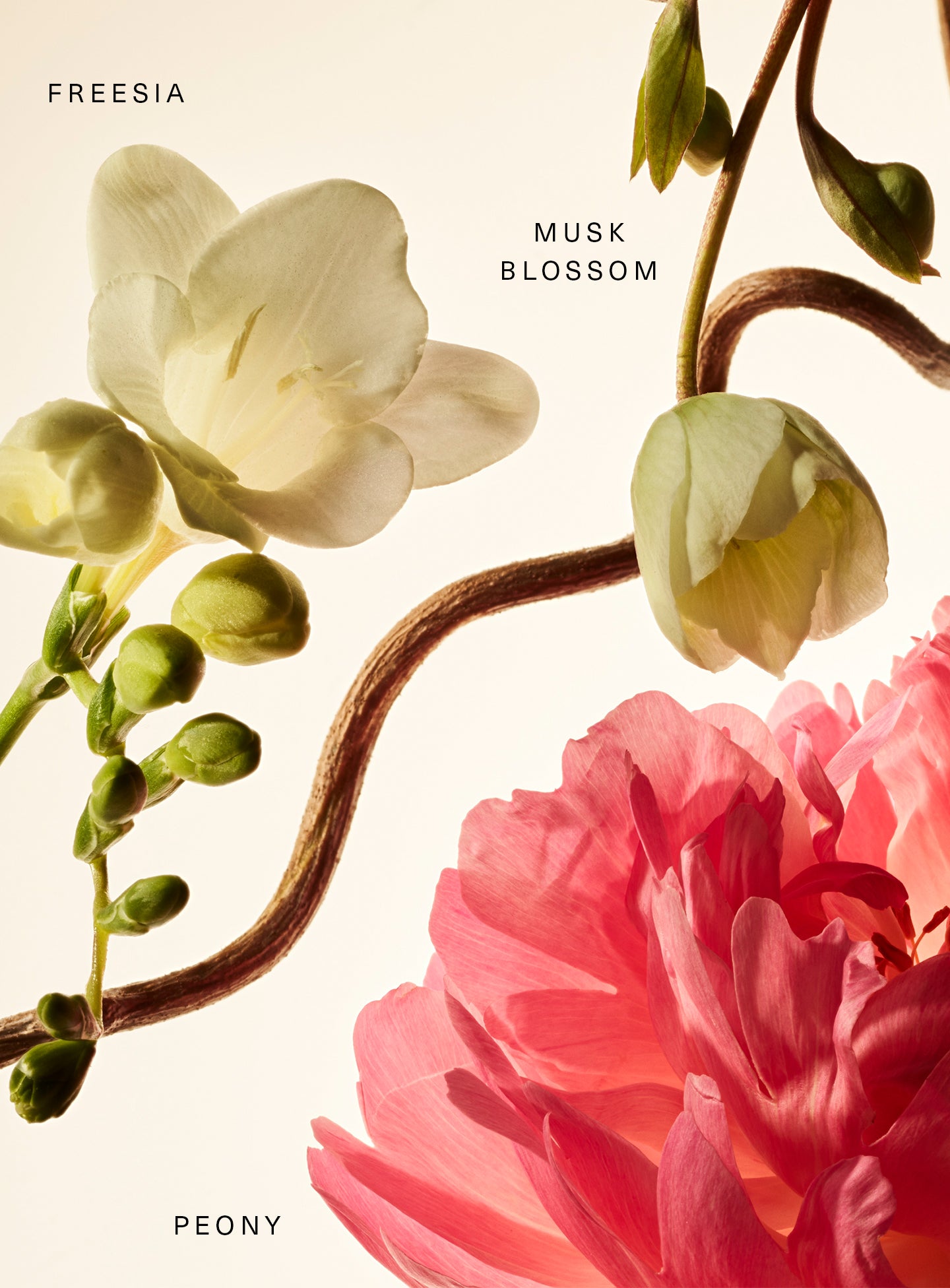Fragrance Layering Balm - Floral?Peony Blossom - Image 2